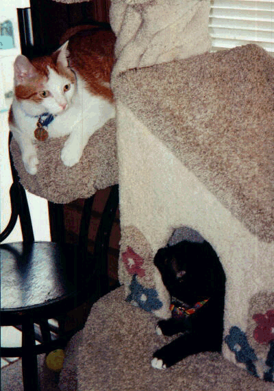 Two kitties on a carpet-tree goes here